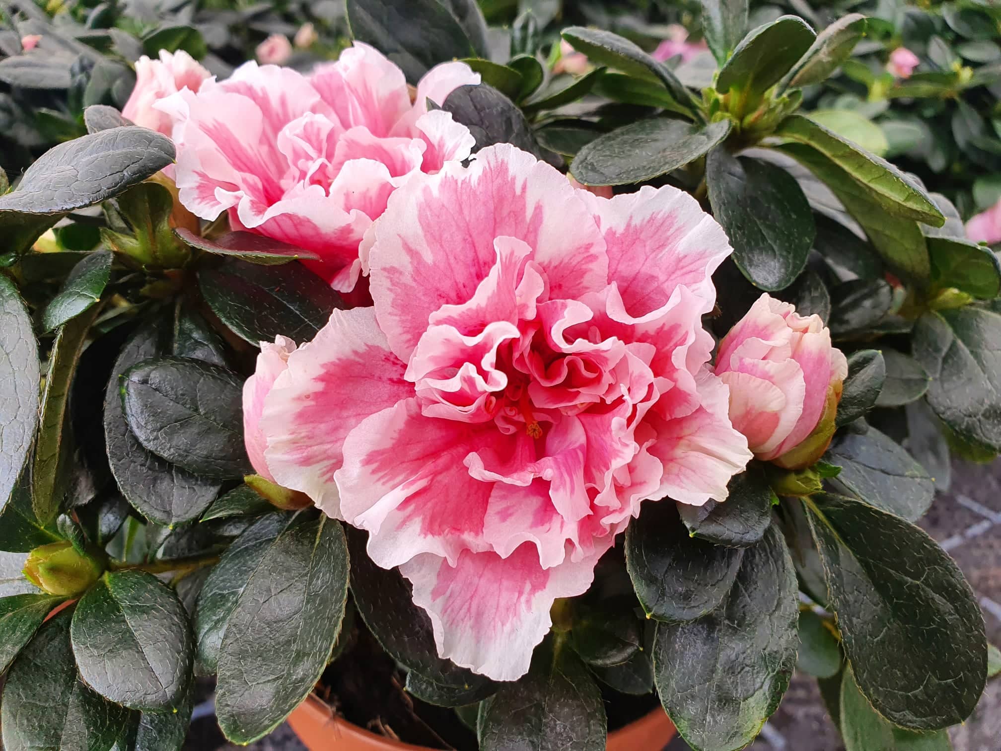 Rhododendron simsii - Zimmerazalee