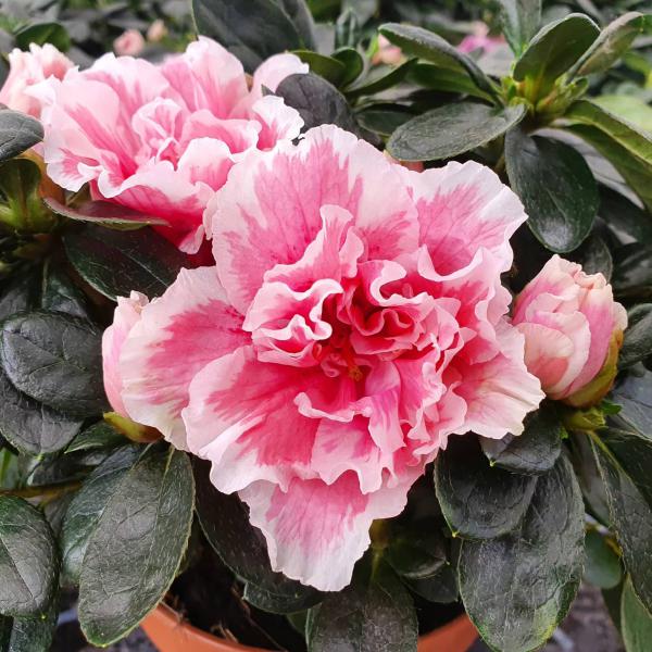 Rhododendron simsii - Zimmerazalee