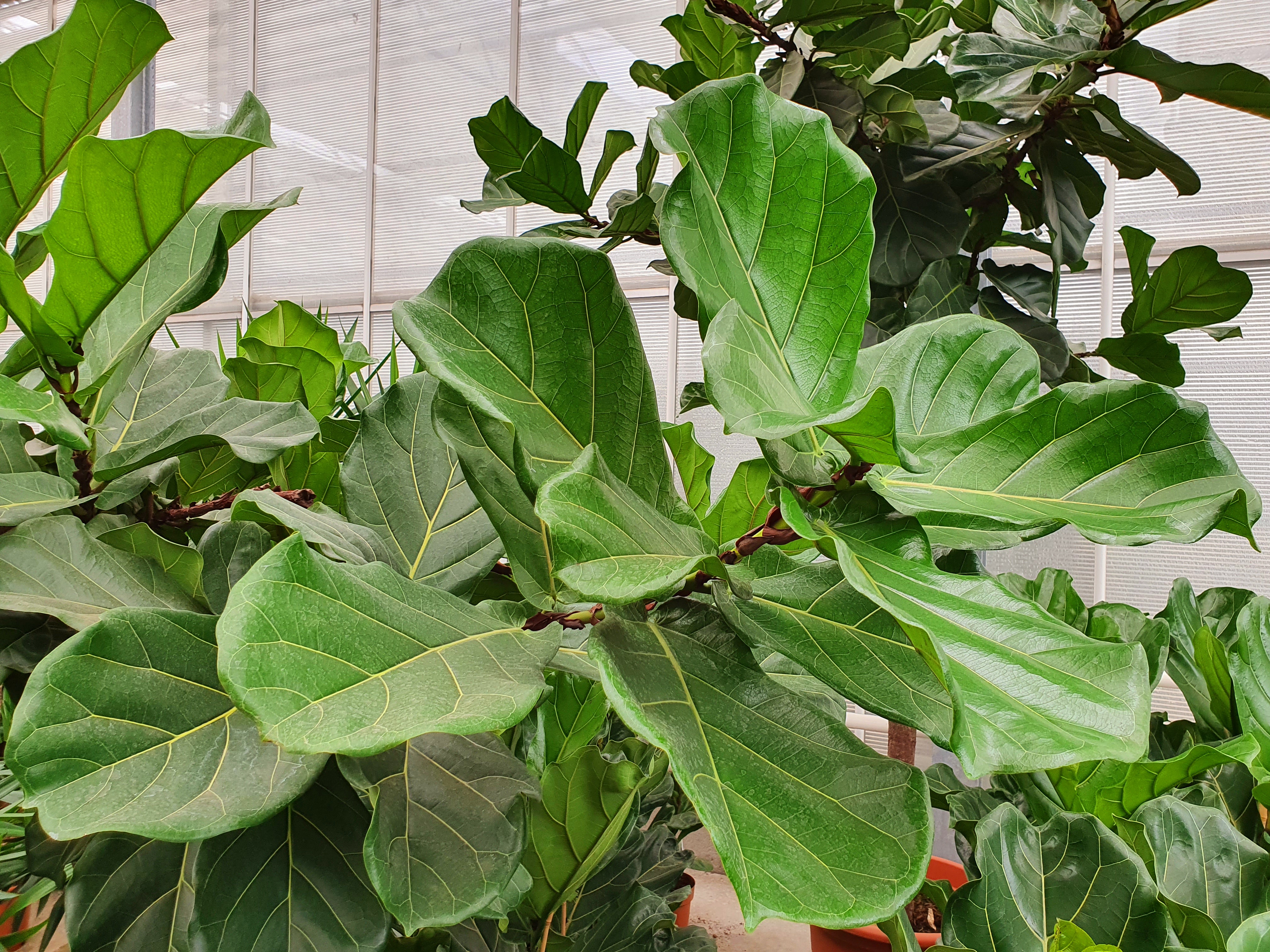 Ficus lyrata - Geigen-Feige