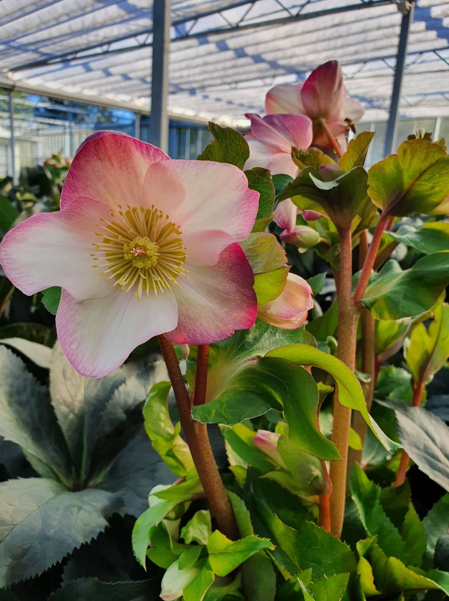 Helleborus niger - Christrose