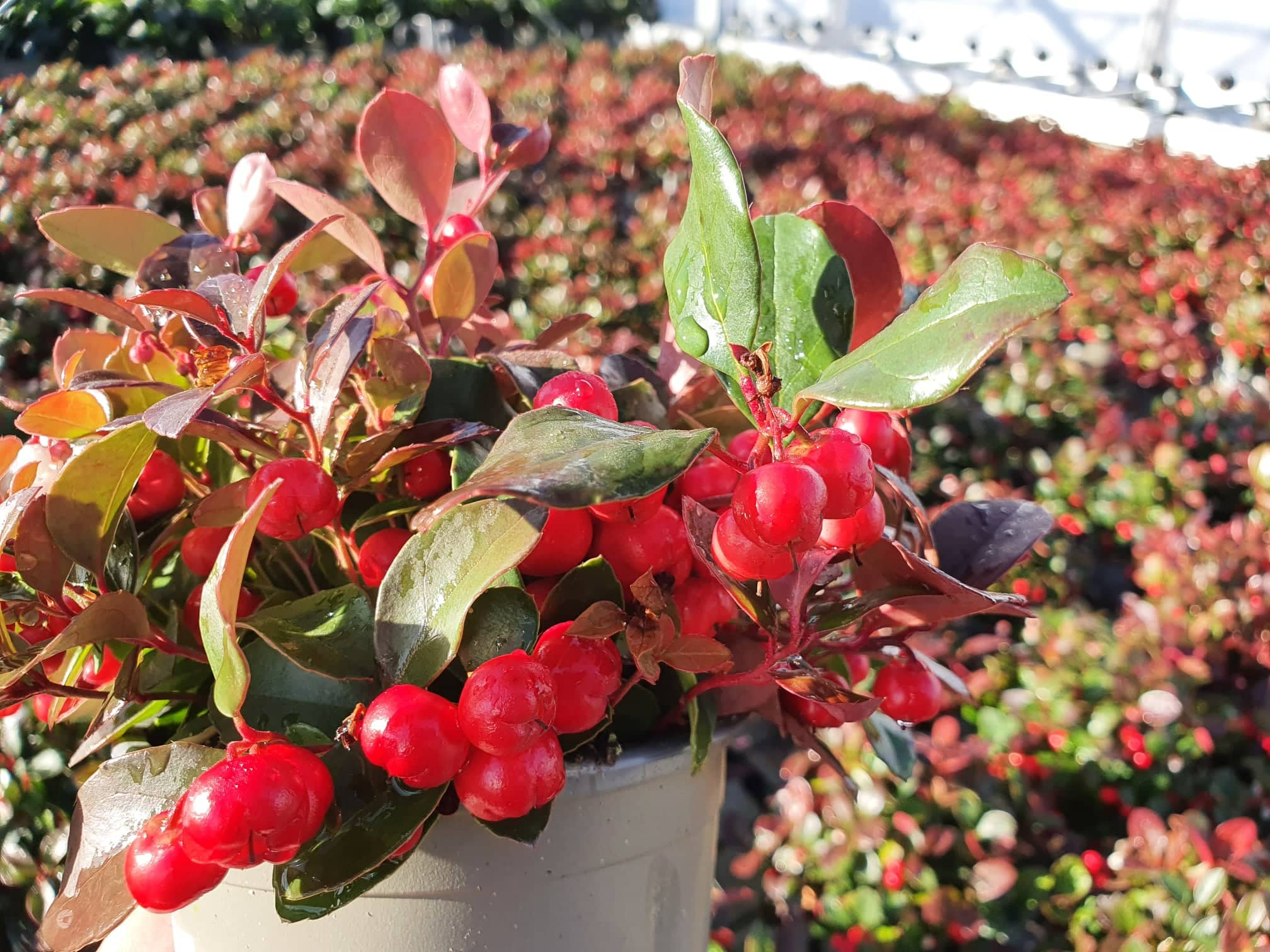 Gaultheria procumbens - Scheinbeere