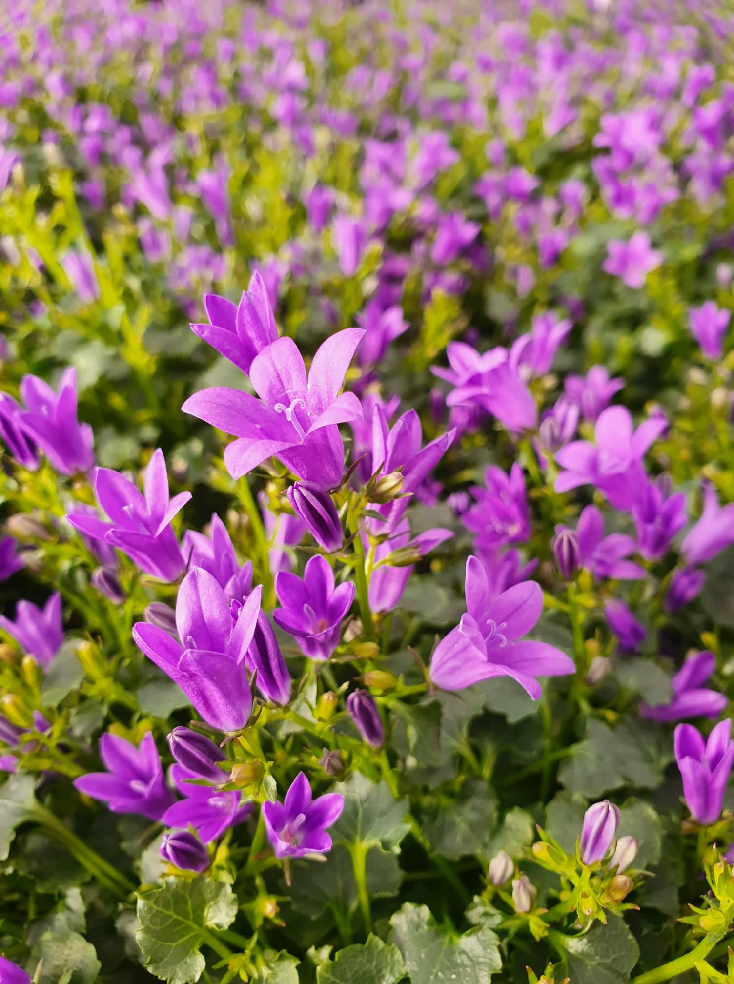 Campanula portenschlagiana - Polster-Glockenblume