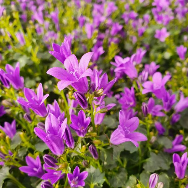 Campanula portenschlagiana - Polster-Glockenblume