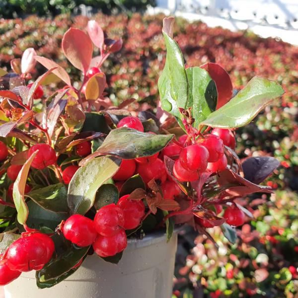 Gaultheria procumbens - Scheinbeere