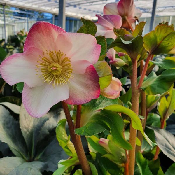 Helleborus niger - Christrose